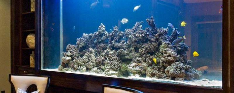 两米大鱼缸怎么换水