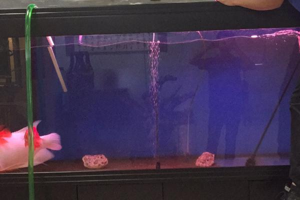 两米大鱼缸怎么换水,自来水提前晾晒让氯气挥发