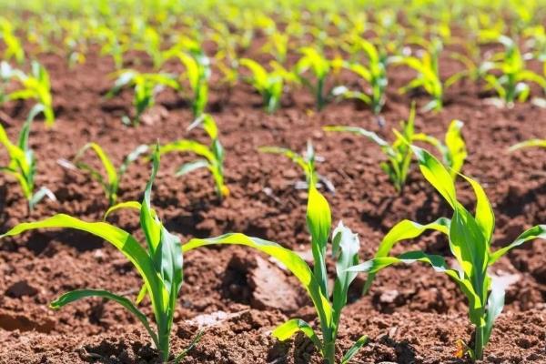 德育丰899玉米种子介绍,注意防治矮花叶病