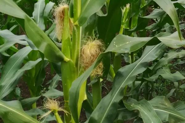 先玉1829玉米种子特征特性,高抗茎腐病