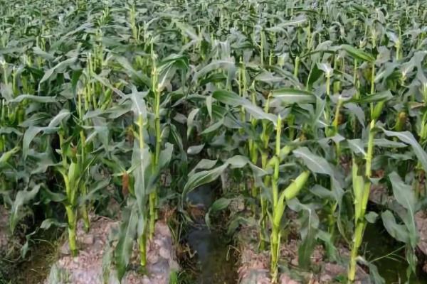 先玉1829玉米种子特征特性,高抗茎腐病