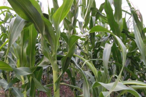 先玉1829玉米种子特征特性,高抗茎腐病
