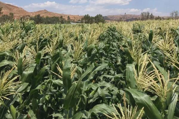 美禾288玉米种简介，注意防治玉米螟