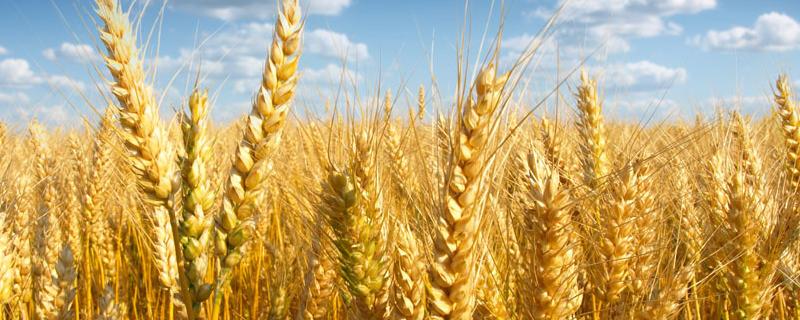 临旱20小麦种子简介