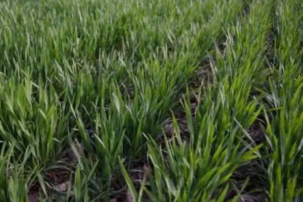 尧麦30小麦种子特征特性,小穗密度中