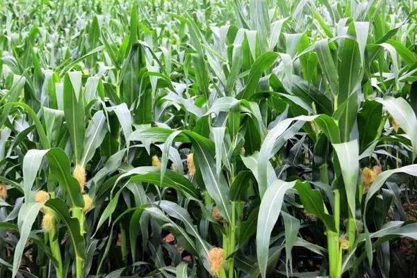 稼农3906玉米种子特征特性，密度4000株/亩左右