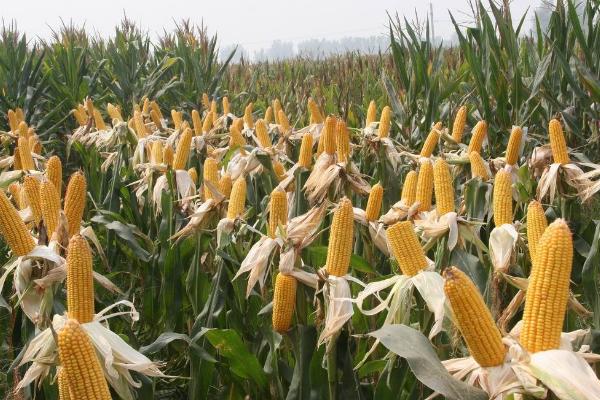 稼农3906玉米种子特征特性，密度4000株/亩左右