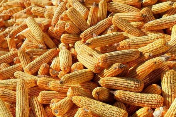 中邦978(试验代号:航起6)玉米种简介,中抗茎腐病