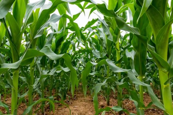 峰单196玉米种子特征特性，中抗弯孢叶斑病