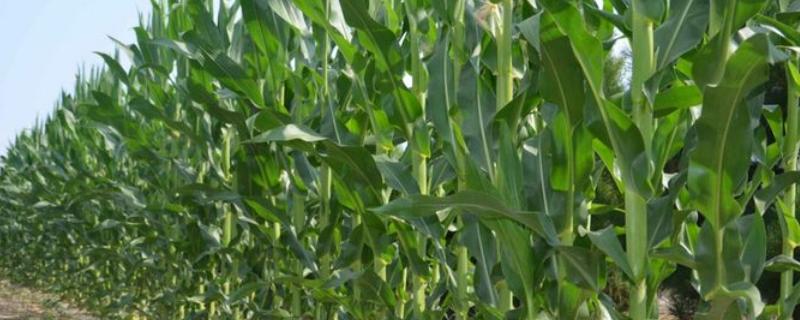 先玉1951玉米品种简介