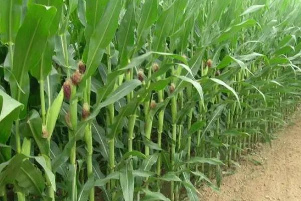 禾平507（利禾915）玉米品种简介，适宜播种期4月下旬-5月上旬