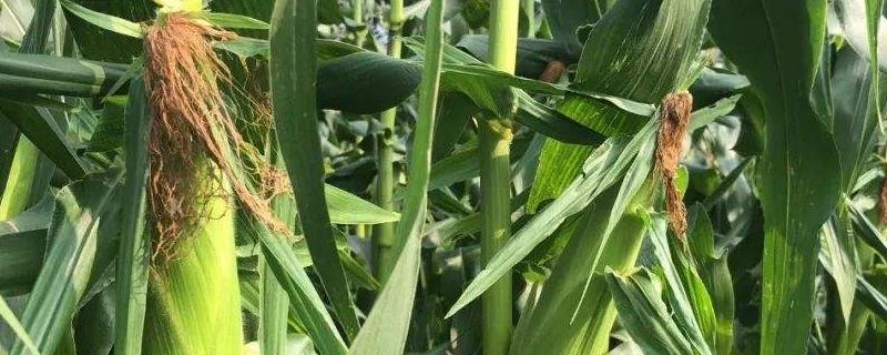 金玉168玉米种子简介