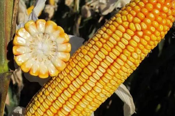 金玉168玉米种子简介,出苗至成熟132.8天