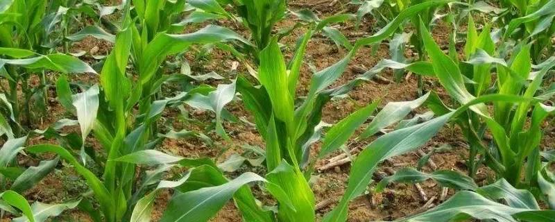玉龙903玉米品种的特性