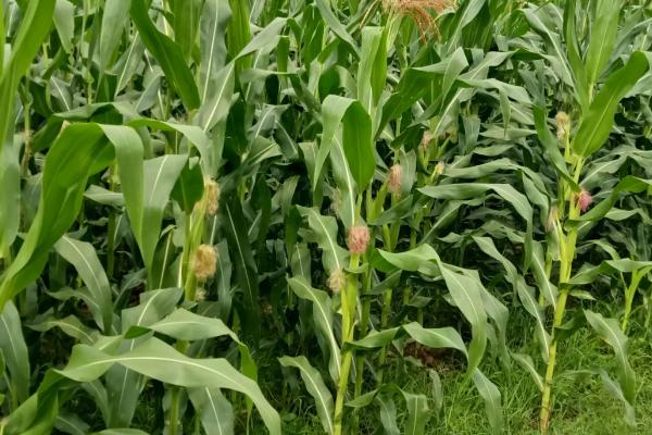 玉龙903玉米品种的特性,适宜播种期4月下旬-5月上旬