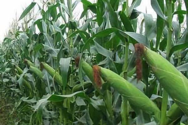 玉龙903玉米品种的特性,适宜播种期4月下旬-5月上旬