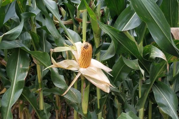 福乐6号玉米种子简介,适宜播种期4月末至5月初