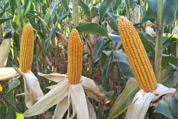 福乐6号玉米种子简介,适宜播种期4月末至5月初