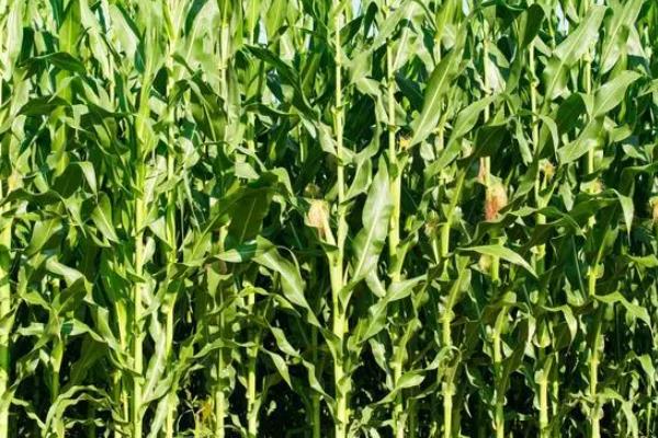 福乐6号玉米种子简介,适宜播种期4月末至5月初