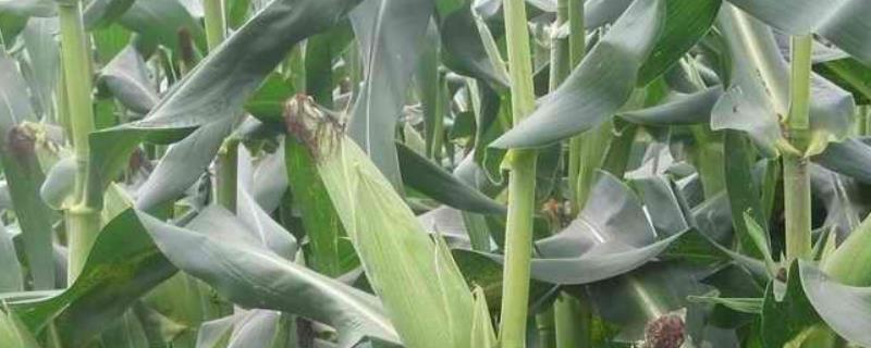 E2005(金穗88)玉米种子特点