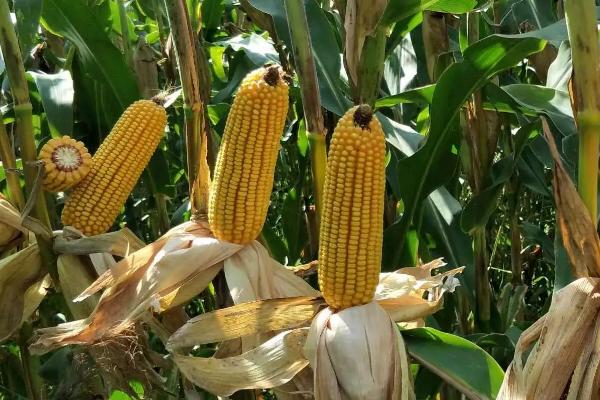 E2005(金穗88)玉米种子特点,密度5500株/亩左右