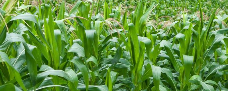 西蒙2150玉米种简介