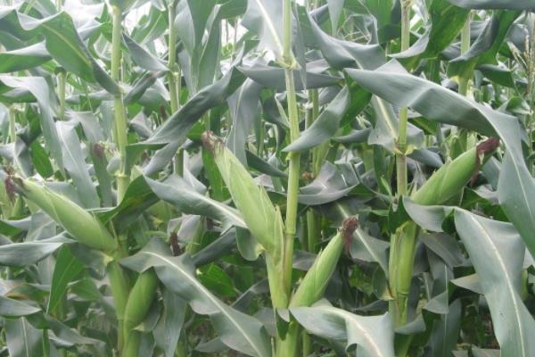 蒙育832玉米种简介，密度4500-5000株/亩