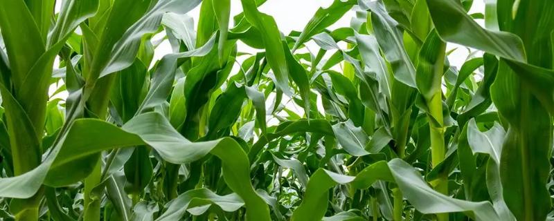 超早2号玉米种子简介