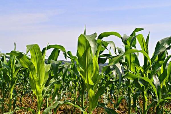 超早2号玉米种子简介,出苗至成熟116.7天