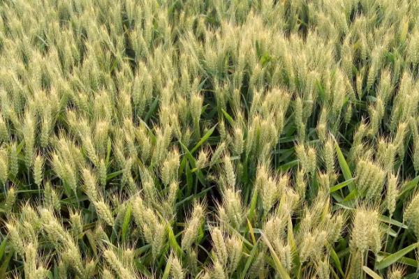 晨阳3号小麦品种简介,中晚熟品种