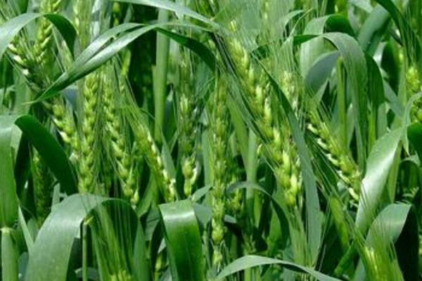 晨阳1号小麦种子特点，生育期89天左右