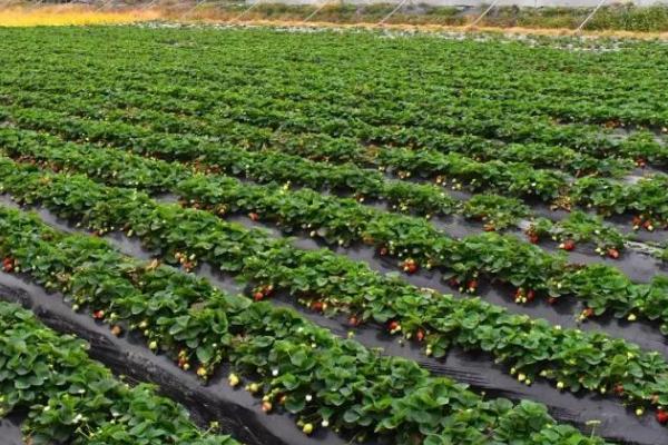 露天草莓的种植时间，3月下旬到4月中旬为佳