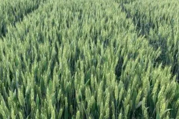 龙麦96小麦品种的特性,全生育期95天