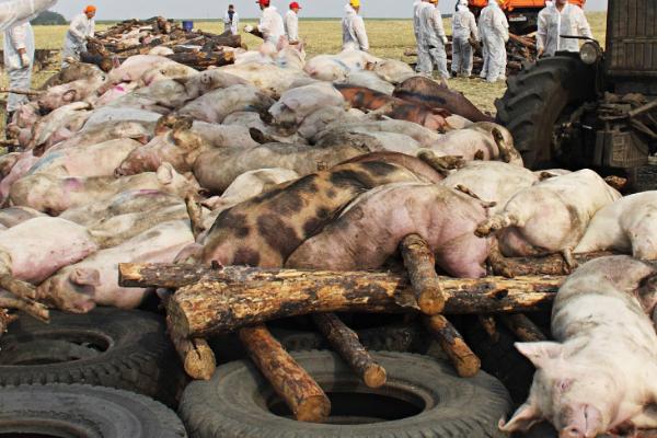 猪瘟的症状，典型症状是发热