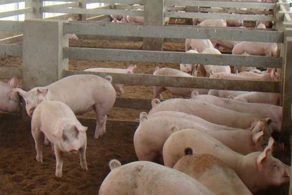 猪瘟的症状，典型症状是发热