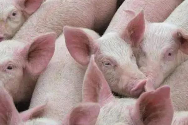 猪瘟的症状，典型症状是发热