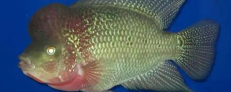 白眼珍珠罗汉鱼好不好养