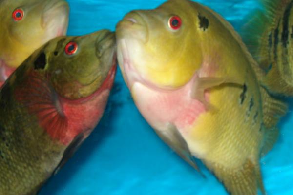 白眼珍珠罗汉鱼好不好养，饲养难度较大