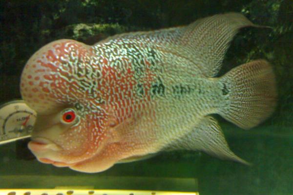 白眼珍珠罗汉鱼好不好养，饲养难度较大