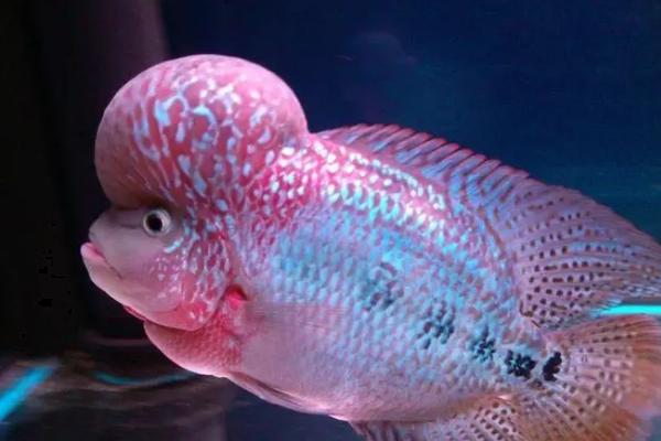 白眼珍珠罗汉鱼好不好养，饲养难度较大