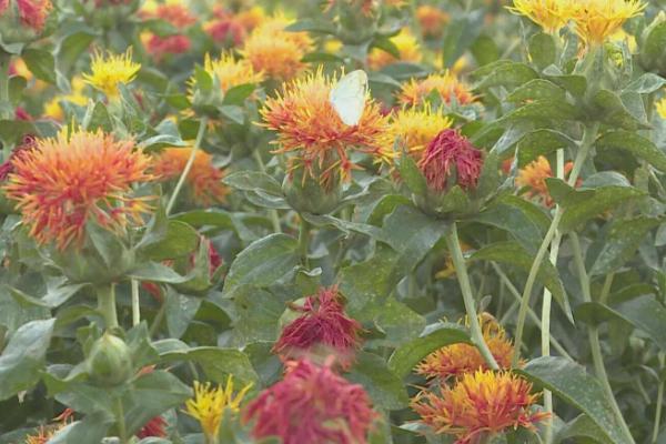 红花的主要产地,原产于中亚地区