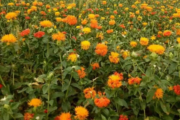 红花的主要产地,原产于中亚地区