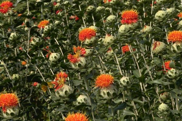 红花的主要产地,原产于中亚地区