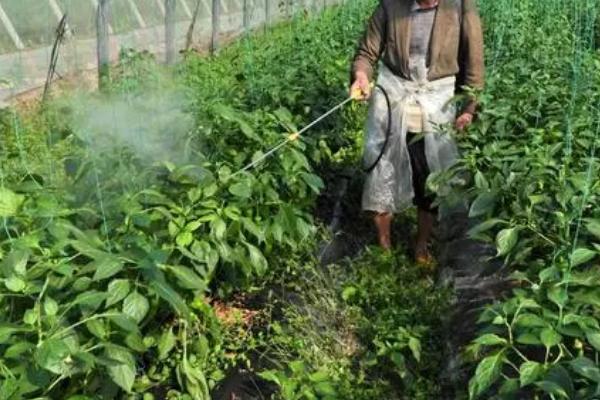 农药残留检测哪些成分,主要检测有机磷、氨基甲酸酯、拟除虫菊酯等成分