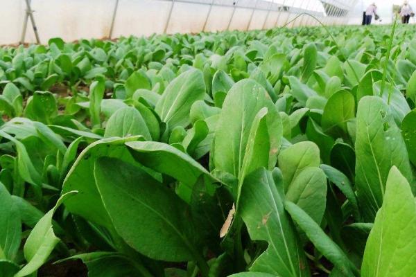 农药残留检测哪些成分,主要检测有机磷、氨基甲酸酯、拟除虫菊酯等成分