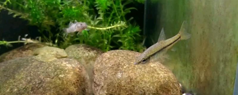 麦穗鱼的养殖方法