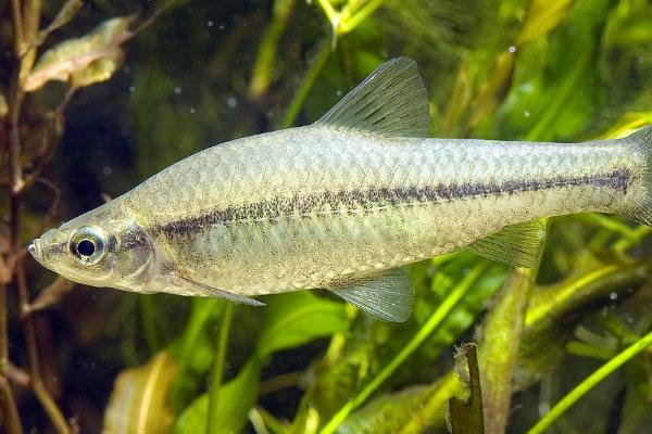 麦穗鱼的养殖方法，适合生活在室外的池塘之中