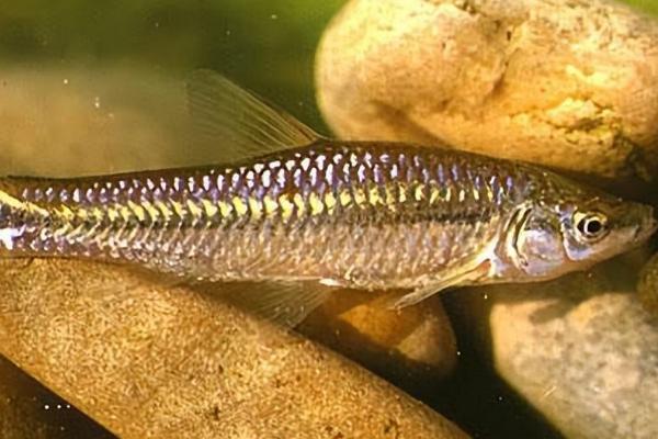麦穗鱼的养殖方法，适合生活在室外的池塘之中