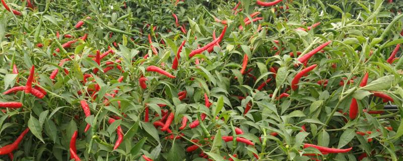 朝天椒的特点