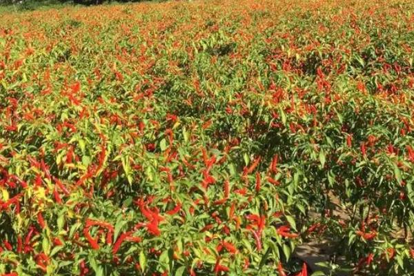 朝天椒的特点,辣度比其他的辣椒要高